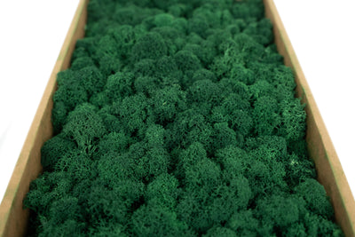 Licheni curatati si fara radacina conservati 500g NET. calitate ULTRA PREMIUM. verde catifea RR73