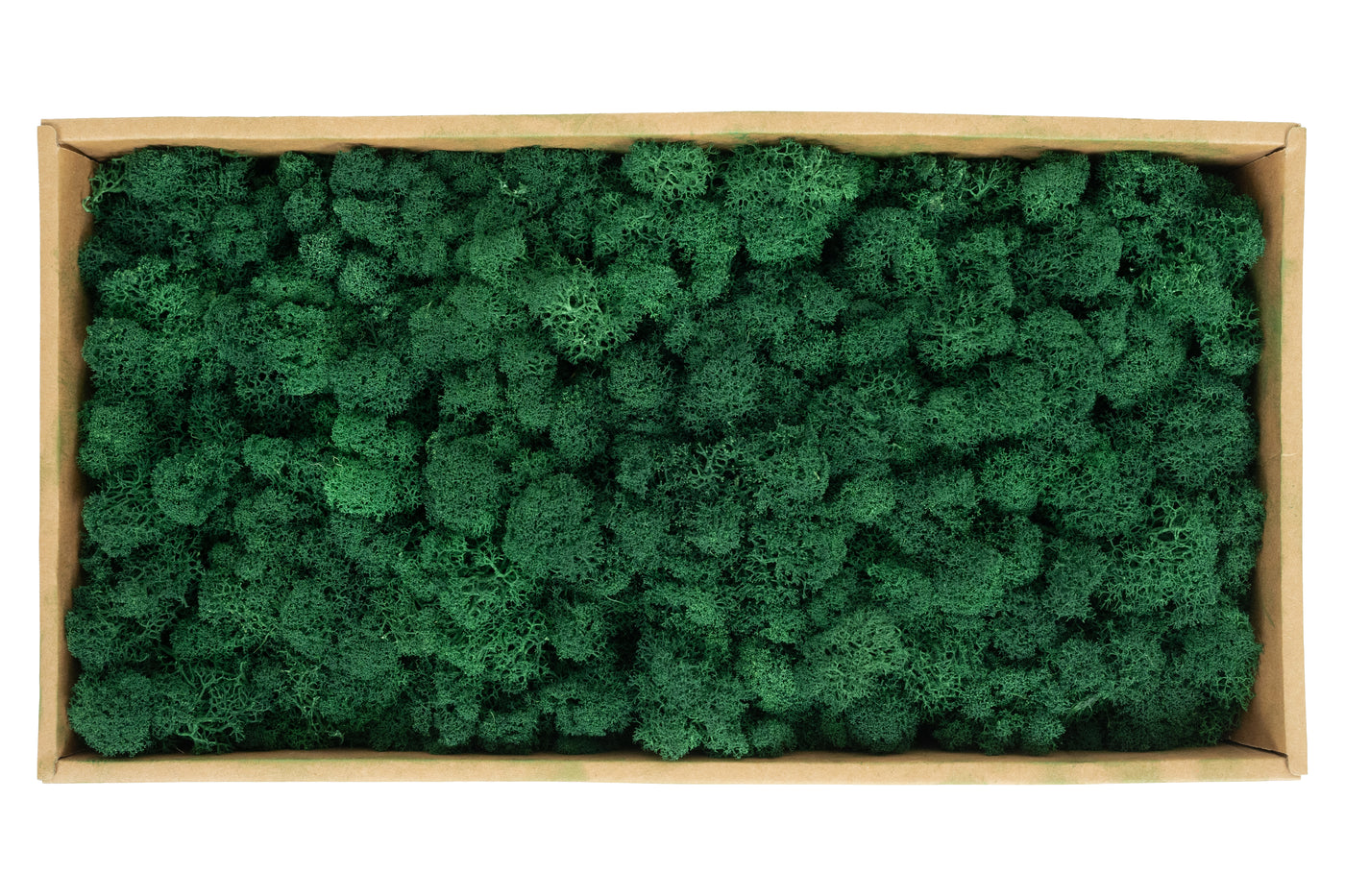 Licheni curatati si fara radacina conservati 500g NET. calitate ULTRA PREMIUM. verde catifea RR73