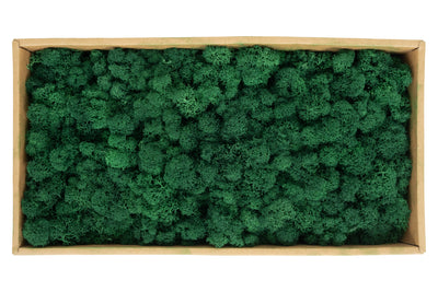 Licheni curatati si fara radacina conservati 500g NET. calitate ULTRA PREMIUM. verde catifea RR73