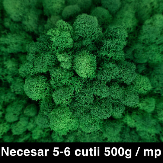 Licheni curatati si fara radacina conservati 500g NET. calitate ULTRA PREMIUM. verde de padure RR72