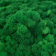 Licheni curatati si fara radacina conservati 500g NET. calitate ULTRA PREMIUM. verde de padure RR72