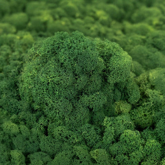 Licheni curatati si fara radacina conservati 500g NET. calitate ULTRA PREMIUM. verde inchis RR01