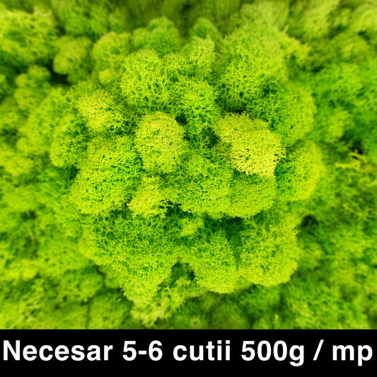 Licheni curatati si fara radacina conservati 500g NET. calitate ULTRA PREMIUM. verde intens deschis cu verde neon RR75