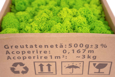 Licheni curatati si fara radacina conservati 500g NET. calitate ULTRA PREMIUM. verde intens deschis cu verde neon RR75