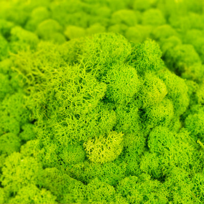 Licheni curatati si fara radacina conservati 500g NET. calitate ULTRA PREMIUM. verde intens deschis cu verde neon RR75
