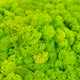 Licheni curatati si fara radacina conservati 500g NET. calitate ULTRA PREMIUM. verde intens deschis cu verde neon RR75