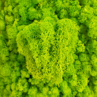 Licheni curatati si fara radacina conservati 500g NET. calitate ULTRA PREMIUM. verde intens deschis cu verde neon RR75