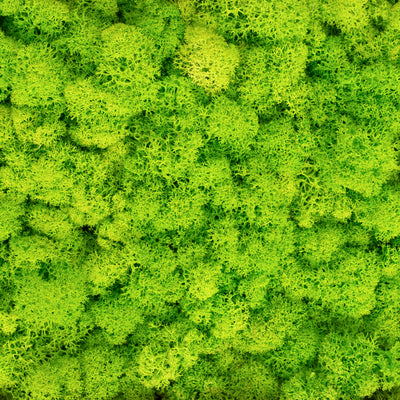 Licheni curatati si fara radacina conservati 500g NET. calitate ULTRA PREMIUM. verde intens deschis cu verde neon RR75