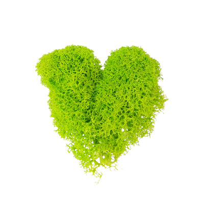 Licheni curatati si fara radacina conservati 500g NET. calitate ULTRA PREMIUM. verde intens deschis cu verde neon RR75