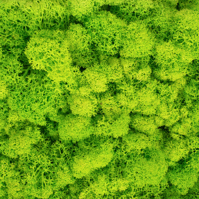 Licheni curatati si fara radacina conservati 500g NET. calitate ULTRA PREMIUM. verde intens deschis cu verde neon RR75