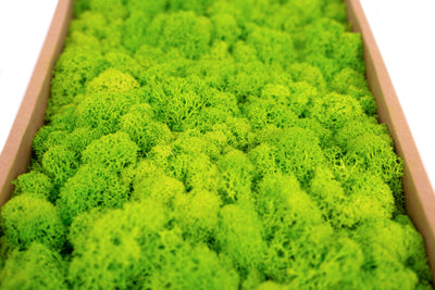 Licheni curatati si fara radacina conservati 500g NET. calitate ULTRA PREMIUM. verde intens deschis cu verde neon RR75