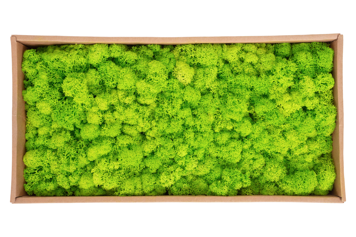 Licheni curatati si fara radacina conservati 500g NET. calitate ULTRA PREMIUM. verde intens deschis cu verde neon RR75