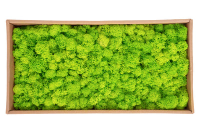Licheni curatati si fara radacina conservati 500g NET. calitate ULTRA PREMIUM. verde intens deschis cu verde neon RR75