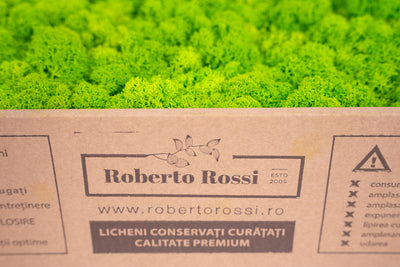 Licheni curatati si fara radacina conservati 500g NET. calitate ULTRA PREMIUM. verde intens deschis cu verde neon RR75