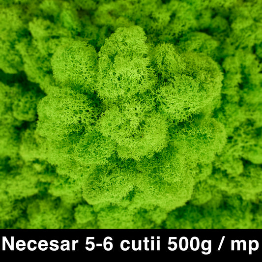 Licheni curatati si fara radacina conservati 500g NET. calitate ULTRA PREMIUM. verde intens deschis RR33