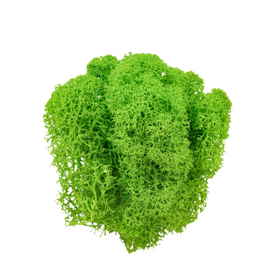 Licheni curatati si fara radacina conservati 500g NET. calitate ULTRA PREMIUM. verde intens deschis RR33