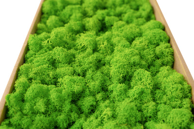 Licheni curatati si fara radacina conservati 500g NET. calitate ULTRA PREMIUM. verde intens deschis RR33