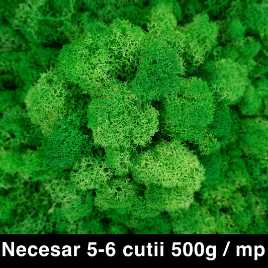 Licheni curatati si fara radacina conservati 500g NET. calitate ULTRA PREMIUM. verde intens mediu RR56