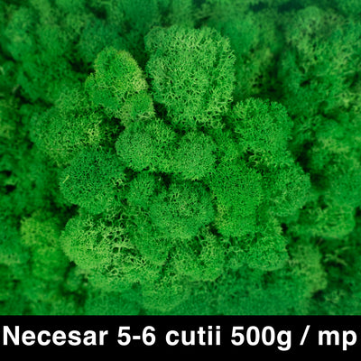 Licheni curatati si fara radacina conservati 500g NET. calitate ULTRA PREMIUM. verde intens mediu RR56