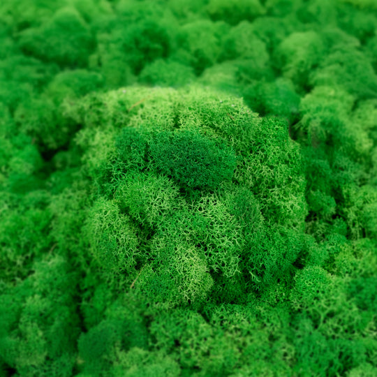 Licheni curatati si fara radacina conservati 500g NET. calitate ULTRA PREMIUM. verde intens mediu RR56