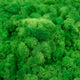 Licheni curatati si fara radacina conservati 500g NET. calitate ULTRA PREMIUM. verde intens mediu RR56