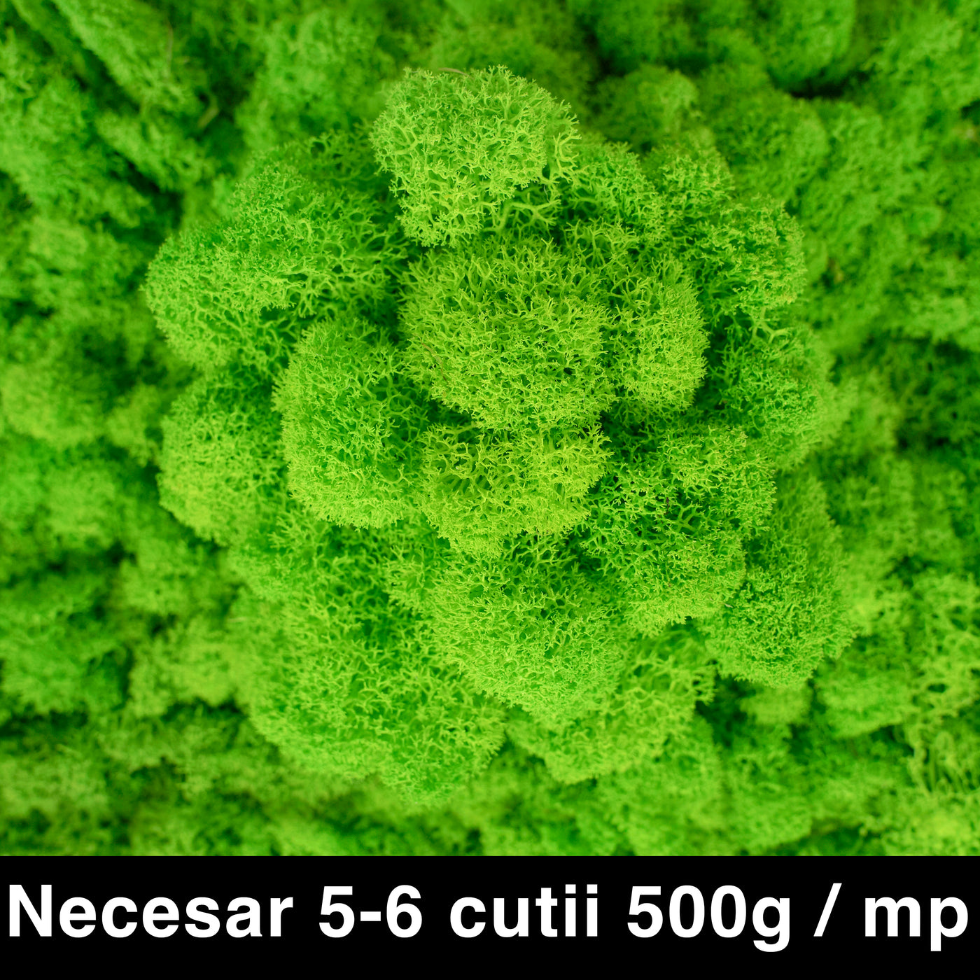 Licheni curatati si fara radacina conservati 500g NET. calitate ULTRA PREMIUM. verde intens RR03