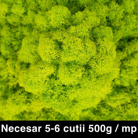 Licheni curatati si fara radacina conservati 500g NET. calitate ULTRA PREMIUM. verde lime RR35