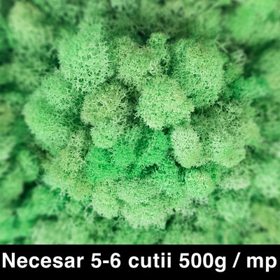 Licheni curatati si fara radacina conservati 500g NET. calitate ULTRA PREMIUM. verde menta RR10