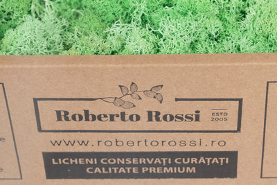 Licheni curatati si fara radacina conservati 500g NET. calitate ULTRA PREMIUM. verde menta RR10