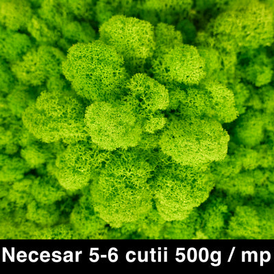 Licheni curatati si fara radacina conservati 500g NET. calitate ULTRA PREMIUM. verde neon RR34