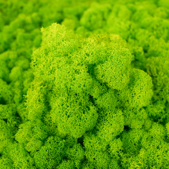 Licheni curatati si fara radacina conservati 500g NET. calitate ULTRA PREMIUM. verde neon RR34