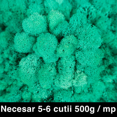 Licheni curatati si fara radacina conservati 500g NET. calitate ULTRA PREMIUM. verde pacific intens RR62