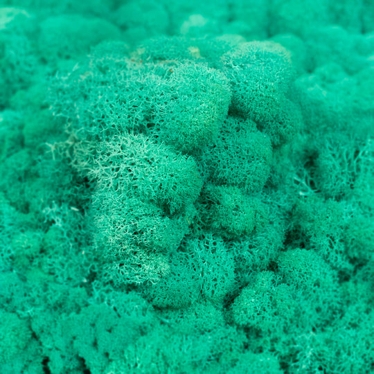 Licheni curatati si fara radacina conservati 500g NET. calitate ULTRA PREMIUM. verde pacific intens RR62