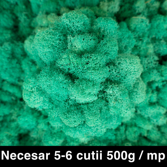 Licheni curatati si fara radacina conservati 500g NET. calitate ULTRA PREMIUM. verde pacific RR06