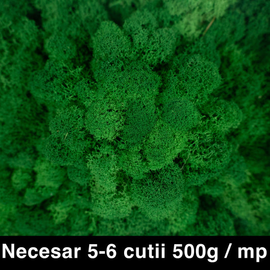 Licheni curatati si fara radacina conservati 500g NET. calitate ULTRA PREMIUM. verde smarald deschis RR54 NEW