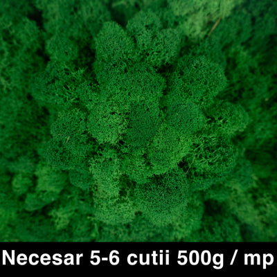 Licheni curatati si fara radacina conservati 500g NET. calitate ULTRA PREMIUM. verde smarald deschis RR54 NEW