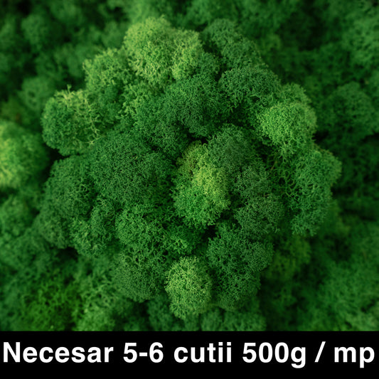 Licheni curatati si fara radacina conservati 500g NET. calitate ULTRA PREMIUM. verde smarald inchis RR53