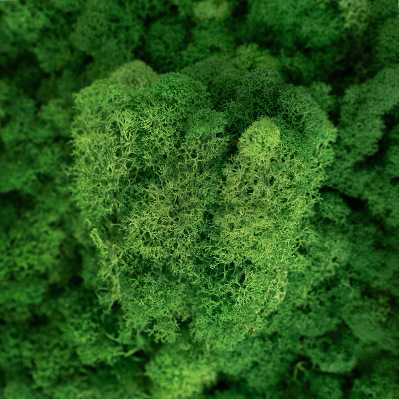 Licheni curatati si fara radacina conservati 500g NET. calitate ULTRA PREMIUM. verde smarald inchis RR53