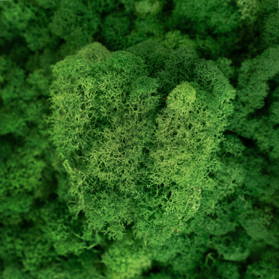 Licheni curatati si fara radacina conservati 500g NET. calitate ULTRA PREMIUM. verde smarald inchis RR53