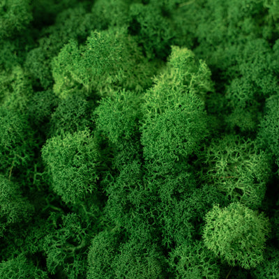 Licheni curatati si fara radacina conservati 500g NET. calitate ULTRA PREMIUM. verde smarald inchis RR53