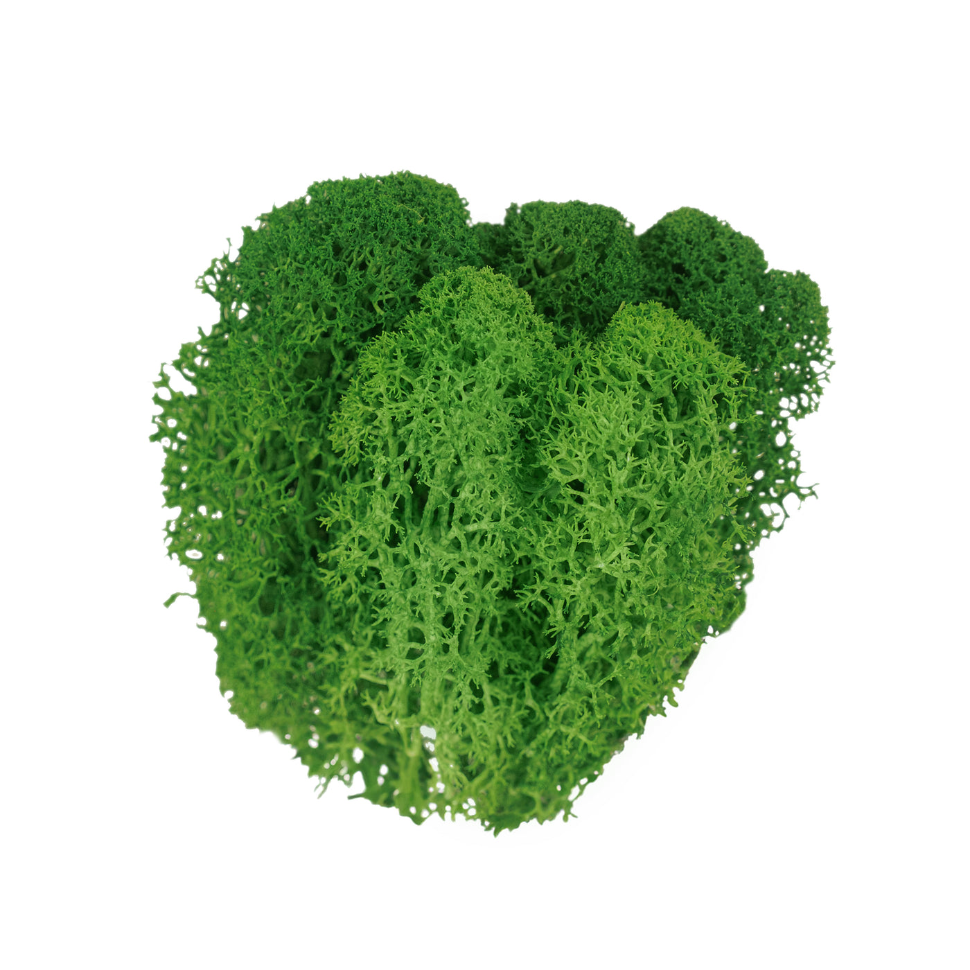 Licheni curatati si fara radacina conservati 500g NET. calitate ULTRA PREMIUM. verde smarald inchis RR53