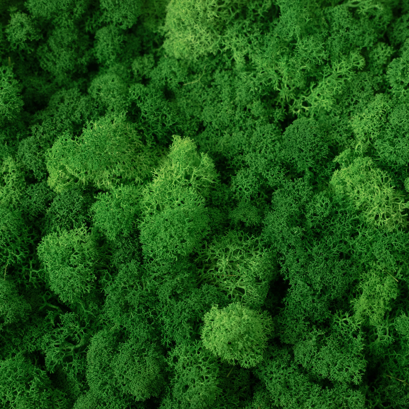 Licheni curatati si fara radacina conservati 500g NET. calitate ULTRA PREMIUM. verde smarald inchis RR53