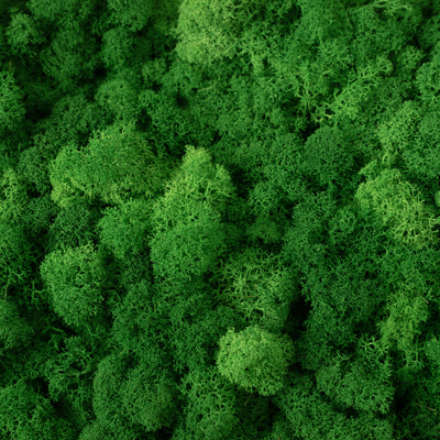 Licheni curatati si fara radacina conservati 500g NET. calitate ULTRA PREMIUM. verde smarald inchis RR53