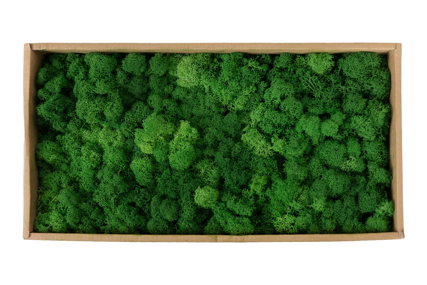 Licheni curatati si fara radacina conservati 500g NET. calitate ULTRA PREMIUM. verde smarald inchis RR53