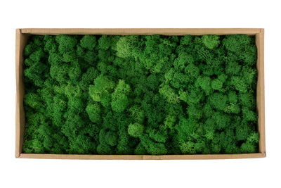 Licheni curatati si fara radacina conservati 500g NET. calitate ULTRA PREMIUM. verde smarald inchis RR53