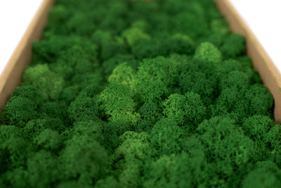 Licheni curatati si fara radacina conservati 500g NET. calitate ULTRA PREMIUM. verde smarald inchis RR53