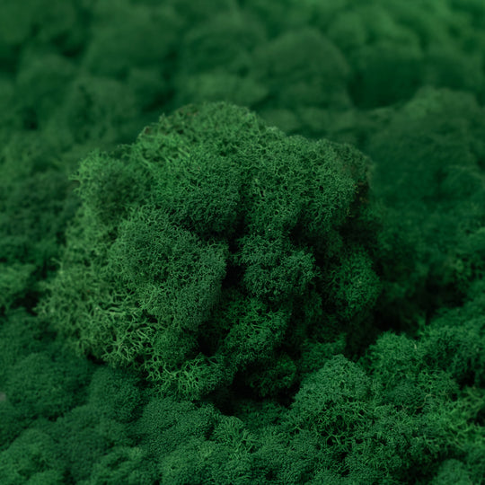 Licheni curatati si fara radacina conservati 500g NET. calitate ULTRA PREMIUM. verde smarald mediu RR71