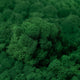 Licheni curatati si fara radacina conservati 500g NET. calitate ULTRA PREMIUM. verde smarald mediu RR71