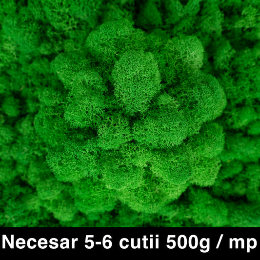 Licheni curatati si fara radacina conservati 500g NET. calitate ULTRA PREMIUM. verde smarald RR02