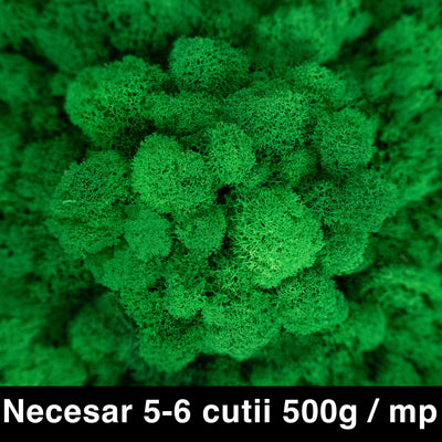 Licheni curatati si fara radacina conservati 500g NET. calitate ULTRA PREMIUM. verde smarald RR02